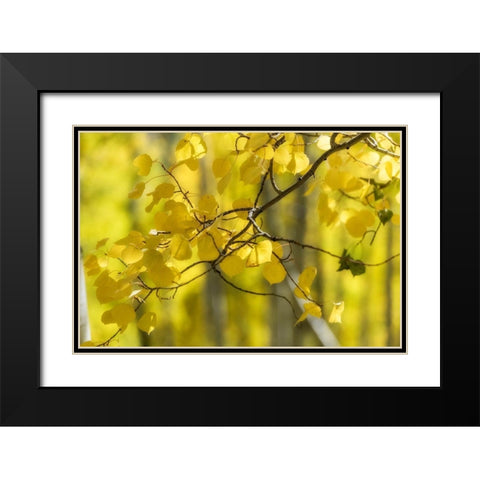 Aspen Backlight Black Modern Wood Framed Art Print with Double Matting by Head, Danny