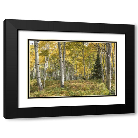 Aspen Grove I Black Modern Wood Framed Art Print with Double Matting by Head, Danny