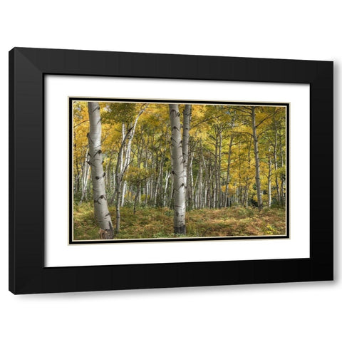 Aspen Grove II Black Modern Wood Framed Art Print with Double Matting by Head, Danny