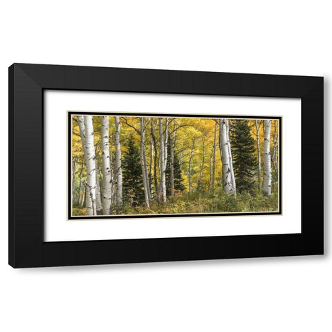 Aspen Panorama Black Modern Wood Framed Art Print with Double Matting by Head, Danny