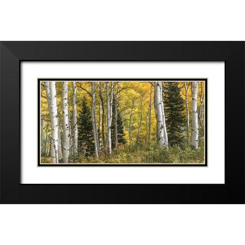 Aspen Panorama Black Modern Wood Framed Art Print with Double Matting by Head, Danny