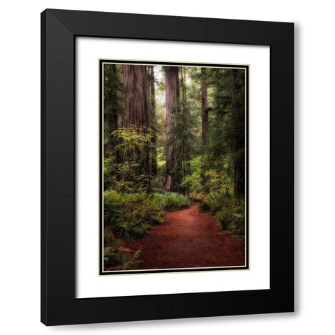Forest Path I Black Modern Wood Framed Art Print with Double Matting by Head, Danny