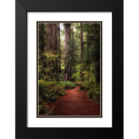 Forest Path I Black Modern Wood Framed Art Print with Double Matting by Head, Danny