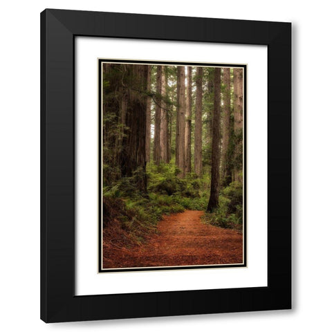 Forest Path II Black Modern Wood Framed Art Print with Double Matting by Head, Danny