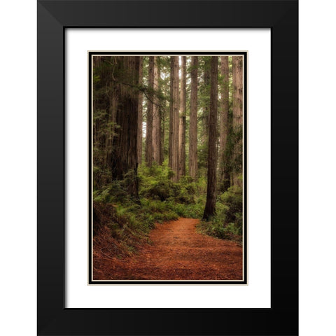 Forest Path II Black Modern Wood Framed Art Print with Double Matting by Head, Danny