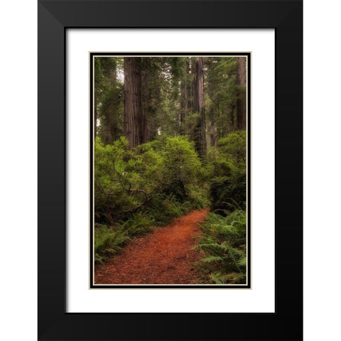 Forest Path III Black Modern Wood Framed Art Print with Double Matting by Head, Danny