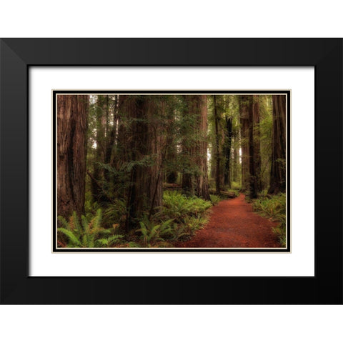 A Walk in the Woods I Black Modern Wood Framed Art Print with Double Matting by Head, Danny