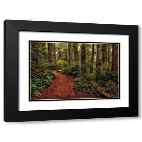 A Walk in the Woods II Black Modern Wood Framed Art Print with Double Matting by Head, Danny