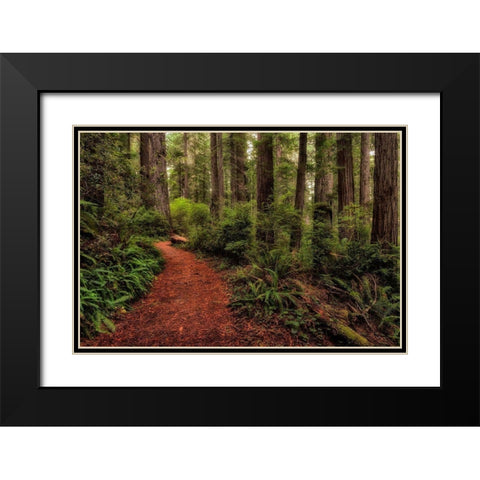 A Walk in the Woods II Black Modern Wood Framed Art Print with Double Matting by Head, Danny