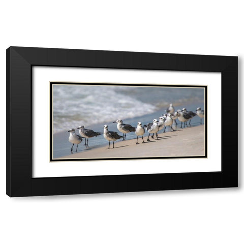Whats Up Gulls Black Modern Wood Framed Art Print with Double Matting by Head, Danny
