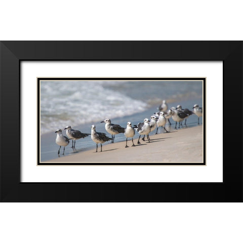 Whats Up Gulls Black Modern Wood Framed Art Print with Double Matting by Head, Danny