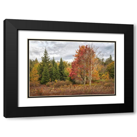 Woodland Variety Black Modern Wood Framed Art Print with Double Matting by Head, Danny