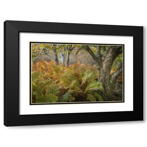Autumn Ferns Black Modern Wood Framed Art Print with Double Matting by Head, Danny