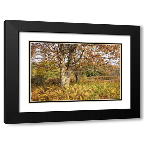 Maple and Ferns Black Modern Wood Framed Art Print with Double Matting by Head, Danny