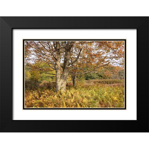 Maple and Ferns Black Modern Wood Framed Art Print with Double Matting by Head, Danny