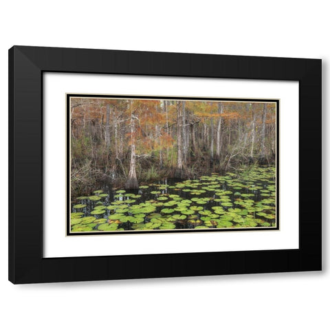 Bayou Autumn Black Modern Wood Framed Art Print with Double Matting by Head, Danny