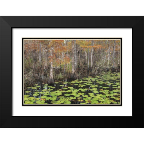 Bayou Autumn Black Modern Wood Framed Art Print with Double Matting by Head, Danny