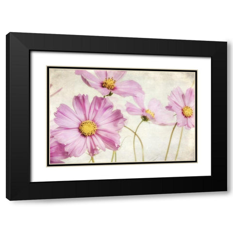 Pink Cosmos I Black Modern Wood Framed Art Print with Double Matting by Poinski, Dianne