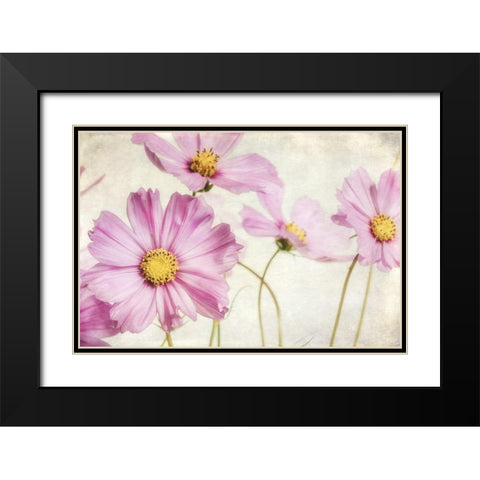 Pink Cosmos I Black Modern Wood Framed Art Print with Double Matting by Poinski, Dianne