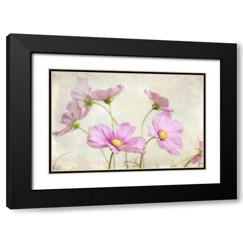 Pink Cosmos II Black Modern Wood Framed Art Print with Double Matting by Poinski, Dianne