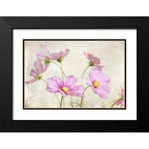 Pink Cosmos II Black Modern Wood Framed Art Print with Double Matting by Poinski, Dianne