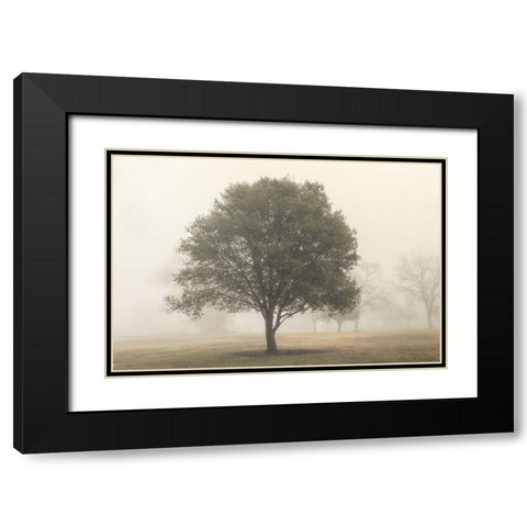 Trees in the Fog I Black Modern Wood Framed Art Print with Double Matting by Poinski, Dianne