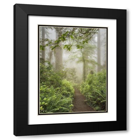 Summer Forest I Black Modern Wood Framed Art Print with Double Matting by Poinski, Dianne