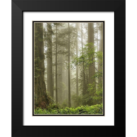 Summer Forest II Black Modern Wood Framed Art Print with Double Matting by Poinski, Dianne