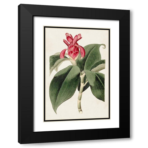 Flora of the Tropics I Black Modern Wood Framed Art Print with Double Matting by Unknown
