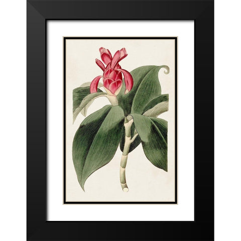 Flora of the Tropics I Black Modern Wood Framed Art Print with Double Matting by Unknown