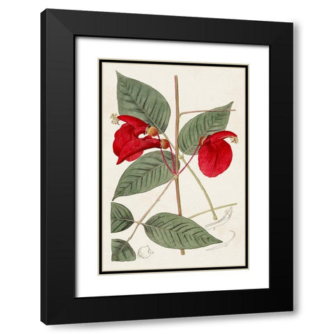 Flora of the Tropics II Black Modern Wood Framed Art Print with Double Matting by Unknown