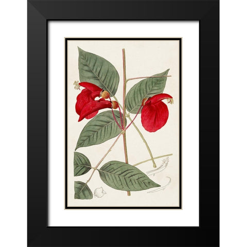 Flora of the Tropics II Black Modern Wood Framed Art Print with Double Matting by Unknown