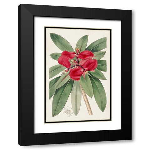 Flora of the Tropics III Black Modern Wood Framed Art Print with Double Matting by Unknown