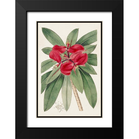Flora of the Tropics III Black Modern Wood Framed Art Print with Double Matting by Unknown