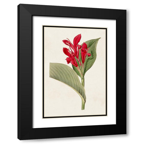 Flora of the Tropics IV Black Modern Wood Framed Art Print with Double Matting by Unknown