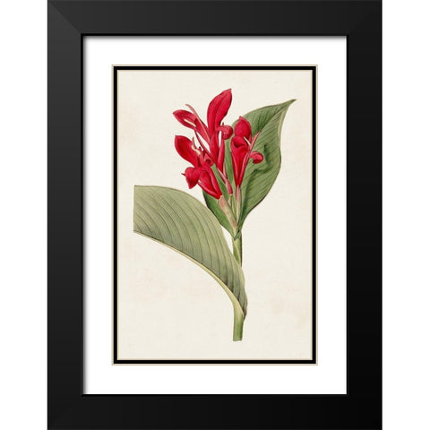 Flora of the Tropics IV Black Modern Wood Framed Art Print with Double Matting by Unknown