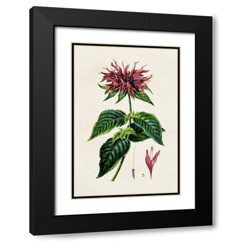 Antique Floral Folio I Black Modern Wood Framed Art Print with Double Matting by Bessa, Pancrace