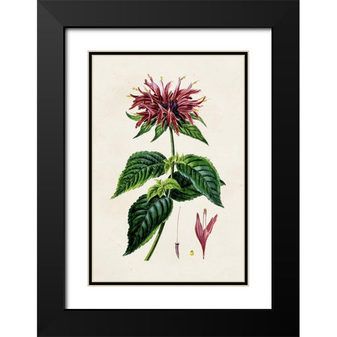 Antique Floral Folio I Black Modern Wood Framed Art Print with Double Matting by Bessa, Pancrace