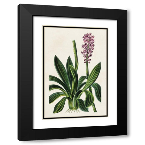 Antique Floral Folio II Black Modern Wood Framed Art Print with Double Matting by Bessa, Pancrace