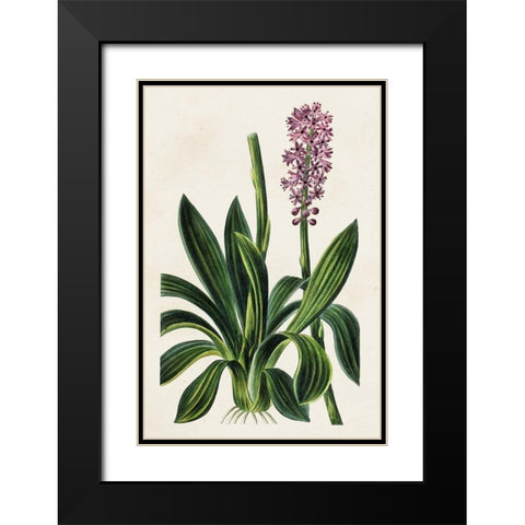 Antique Floral Folio II Black Modern Wood Framed Art Print with Double Matting by Bessa, Pancrace