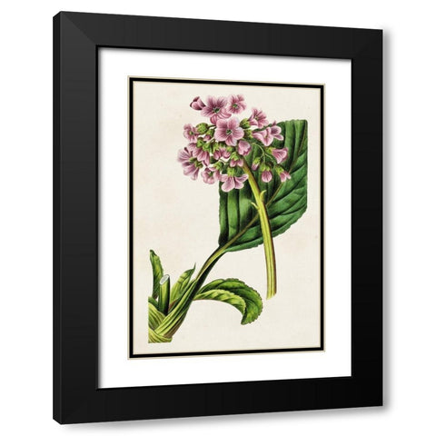 Antique Floral Folio III Black Modern Wood Framed Art Print with Double Matting by Bessa, Pancrace
