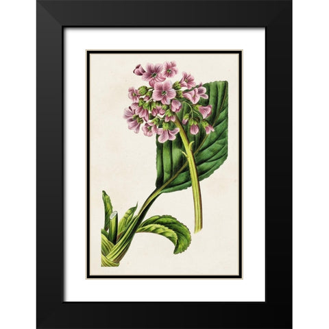 Antique Floral Folio III Black Modern Wood Framed Art Print with Double Matting by Bessa, Pancrace