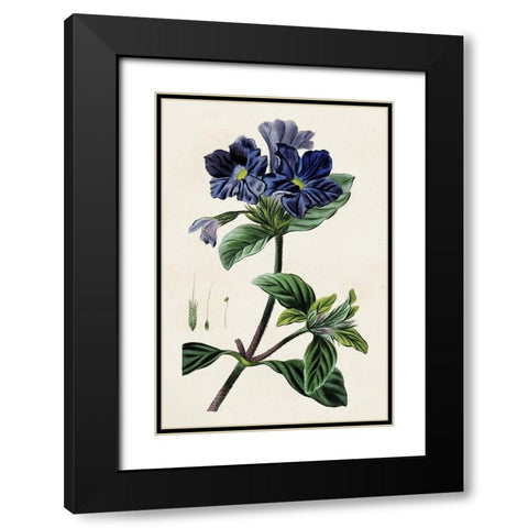 Antique Floral Folio IV Black Modern Wood Framed Art Print with Double Matting by Bessa, Pancrace