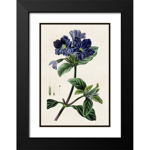 Antique Floral Folio IV Black Modern Wood Framed Art Print with Double Matting by Bessa, Pancrace