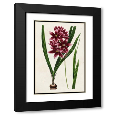 Antique Floral Folio V Black Modern Wood Framed Art Print with Double Matting by Bessa, Pancrace