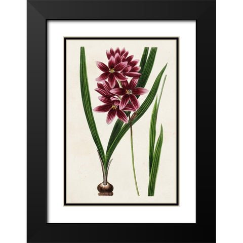 Antique Floral Folio V Black Modern Wood Framed Art Print with Double Matting by Bessa, Pancrace