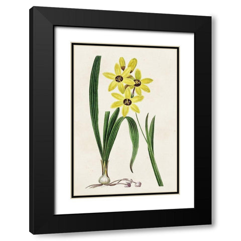 Antique Floral Folio VI Black Modern Wood Framed Art Print with Double Matting by Bessa, Pancrace