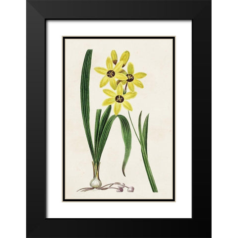 Antique Floral Folio VI Black Modern Wood Framed Art Print with Double Matting by Bessa, Pancrace