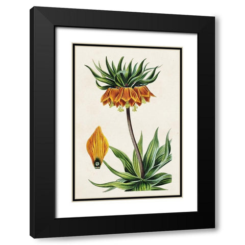 Antique Floral Folio VII Black Modern Wood Framed Art Print with Double Matting by Bessa, Pancrace