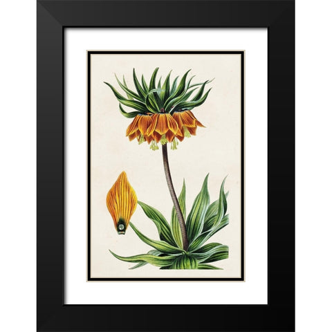 Antique Floral Folio VII Black Modern Wood Framed Art Print with Double Matting by Bessa, Pancrace